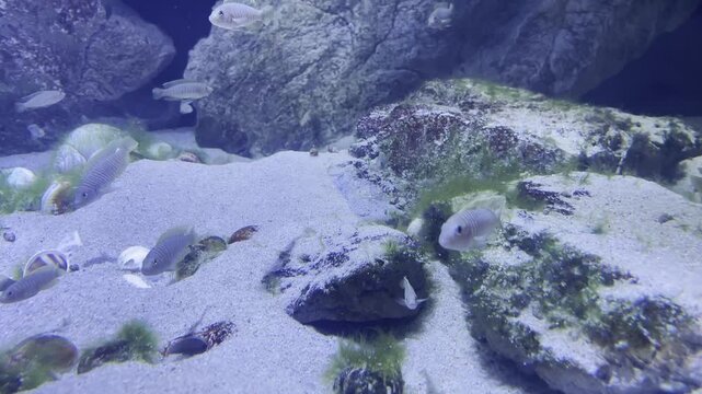 African Cichlids (Cichlidae) swimming in clear water with sandy bottom and algae rocks. Underwater aquarium nature background footage.