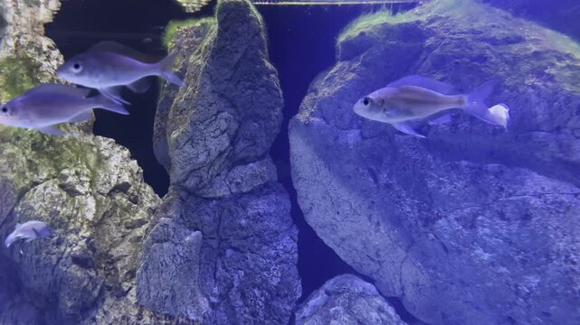 Cichlid fishes (Cichlidae) swimming peacefully underwater in a blue illuminated aquarium with large rock decorations.