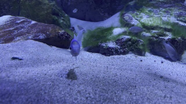 Blue Cichlid Fish Swimming Over Sandy Bottom in Freshwater Aquarium Close-up