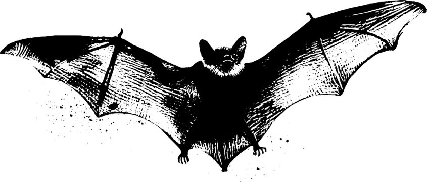 High contrast black and white ink bat with outstretched wings for halloween poster and background design