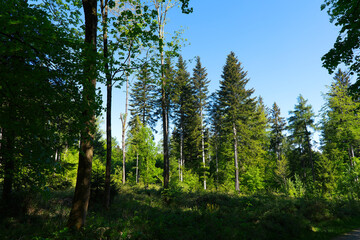 Idyllic scenery in the woods at Zürichberg mountain with glade and blue sky background at Swiss city of Zürich on a sunny spring morning. Photo taken April 30th, 2026, Zurich, Switzerland. © Michael Derrer Fuchs