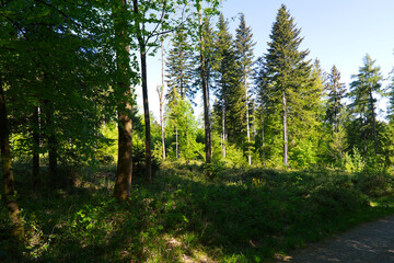 Idyllic scenery in the woods at Zürichberg mountain with glade and blue sky background at Swiss city of Zürich on a sunny spring morning. Photo taken April 30th, 2026, Zurich, Switzerland. © Michael Derrer Fuchs