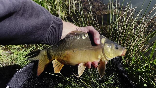 Fisherman Hand Holding Small Mirror Carp Over Black Landing Net Sunny Day Fishing Concept