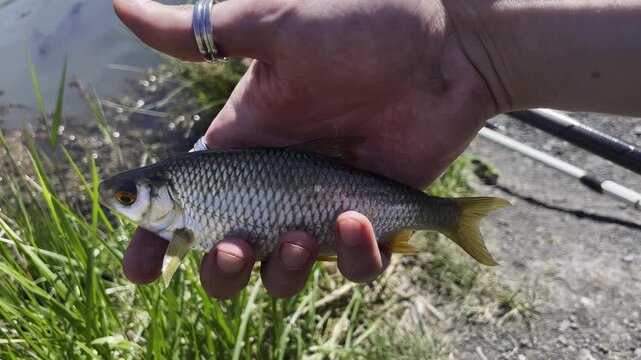 Fisherman Hand Holding Small Freshly Caught Common Roach Fish Near Lake Nature Fishing