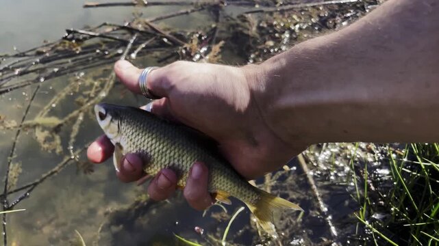 Ethical Catch and Release Angler Releasing Small Silver Fish Roach into Pond Water