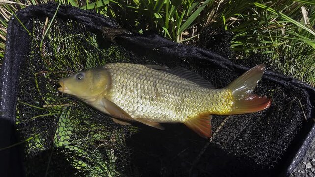 Freshly Caught Common Carp Resting in Black Landing Net on Green Grass Fishing Success