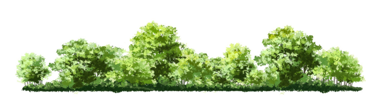 Vector watercolor of tree side view isolated on white background for landscape and architecture drawing, elements for environment and garden, painting botanical for section