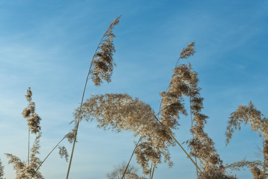 Reed grass stalks against blue sky. Dry phragmites australis plants swaying in the wind under bright sunlight. Concept of freedom and lightness through wild grass reaching for the horizon