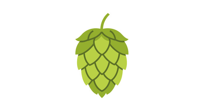Green hop cone vector illustration for beer brewing