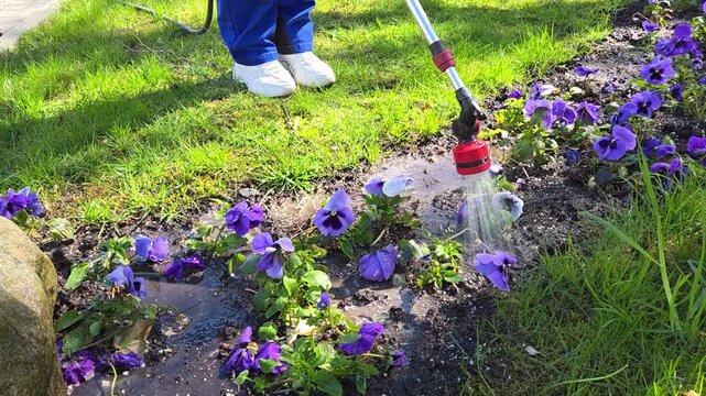 Spring garden maintenance with irrigation hose for blooming viola tricolor plants.