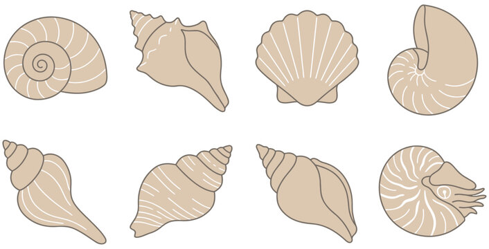 Collection of eight diverse marine shells including spiral conches a fan shaped scallop and a nautilus rendered in simple beige line art seashell ocean mollusk natural beach