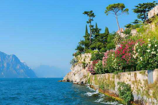 blue lake Gardasee, blooming oleander and pine trees, tourist resort Malcesine, italy