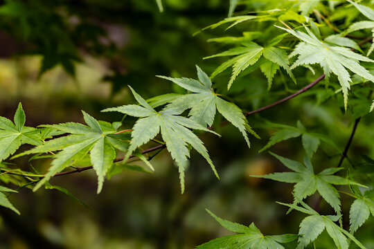 都心散歩　南青山カキツバタの頃