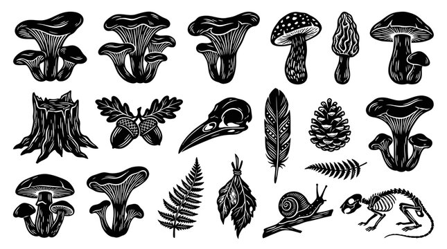 Black and White Engraving Style Forest Nature Elements Set with Mushrooms, Skeleton, Bird Skull, Acorns, and Botanical Illustrations