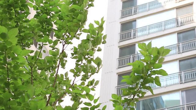 대한민국 서울의 고층 아파트 단지 외관과 밝은 빛을 받아 빛나는 초록색 나뭇잎이 조화를 이루는 평화로운 일상의 모습. 도심 속 쾌적한 주거 공간과 자연 친화적인 조경 환경을 보여주는 실외 풍경 장면.