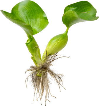 Common water hyacinth (Eichhornia crassipes) aquatic plant isolated on transparent background, PNG.