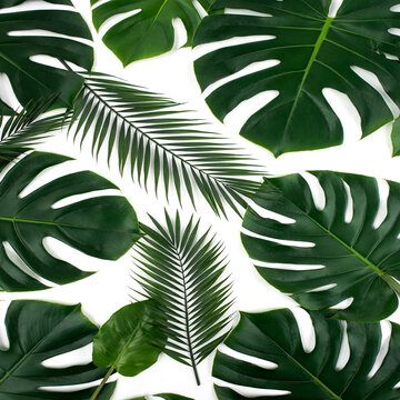 Abstract v3 White Background Summer Botanical Design, Fresh Green Nature