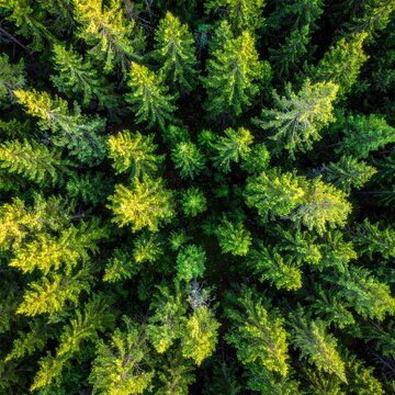 Dense forest canopy viewed from above; lush green trees