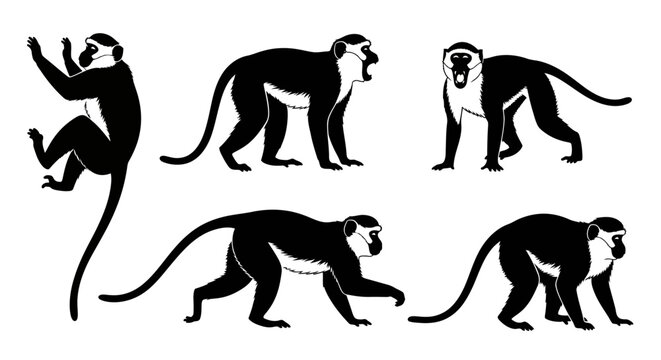 Set of Diana Monkey Silhouettes in Various Poses