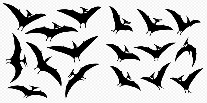 Set of black pterodactyl silhouettes in various flying poses, prehistoric winged dinosaurs collection.