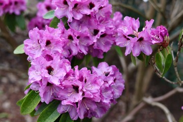 Naklejka premium Exquisite pink and purple rhododendron blossoms with dark red spots