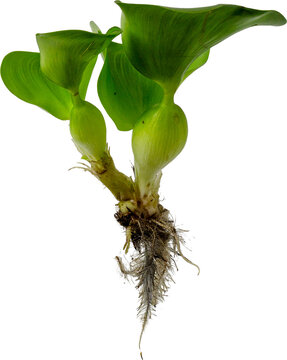 Common water hyacinth (Eichhornia crassipes) aquatic plant isolated on transparent background, PNG.
