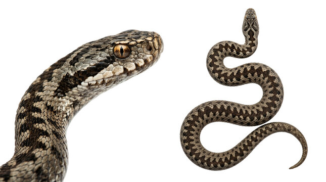 set of isolated common adder (vipera berus) close up and coiled on transparent background