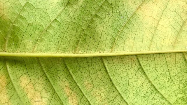 Macro view of a dry leaf showing intricate vein patterns and natural texture, with soft earthy tones and fine detail, capturing organic structure and subtle variations in a botanical surface.