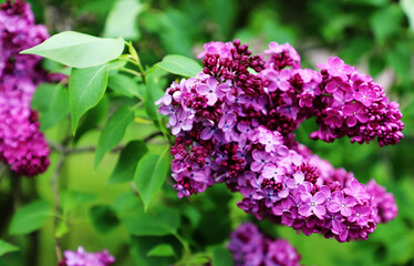 Obraz premium purple lilac flowers