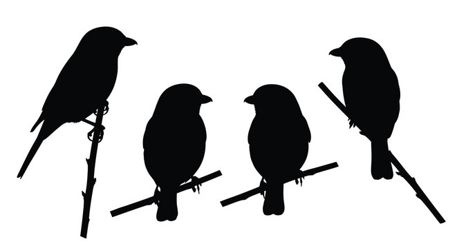 Four birds perched on branches black silhouette