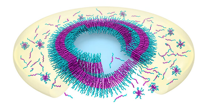Detailed 3D Cross-Section Render of a Self-Assembling Copolymer Nanoparticle