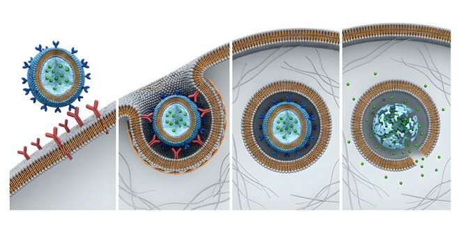 3D Sequence of Receptor-Targeted Nanoparticle Endocytosis and Intracellular Drug Delivery