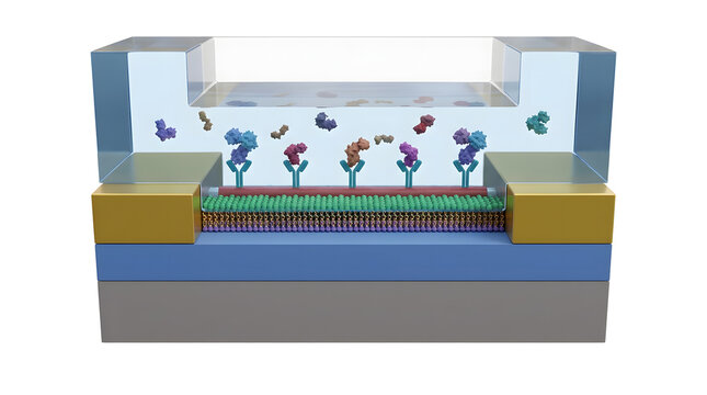 Detailed 3D Cross-Section of a Silicon Nanowire FET Biosensor for Protein Detection
