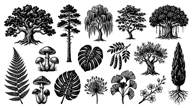Nature  Botany Line Art Collection: Trees, Plants, Fungi, Leaves. Detailed Black  White Engraving Style.