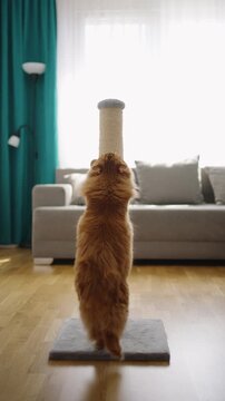 Fluffy Red Cat Standing on Hind Legs Scratching Scratching Post in Cozy Modern Living Room, Funny Pet Behavior