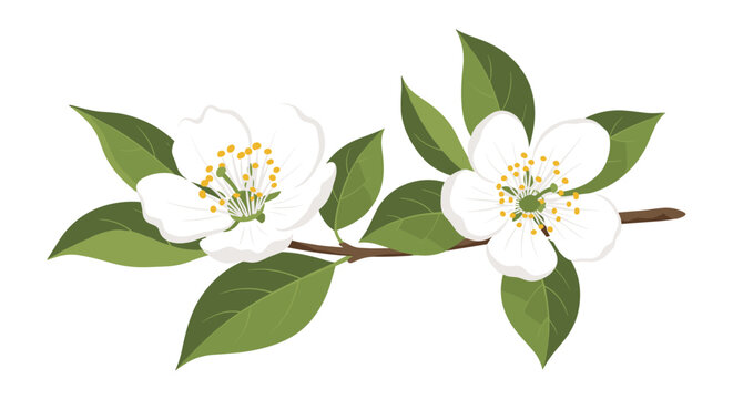 Branch of a blooming fruit tree with two large white flowers and several green leaves, isolated on a plain white background.