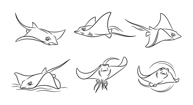 Set of hand-drawn stingray sketches, artistic marine wildlife collection