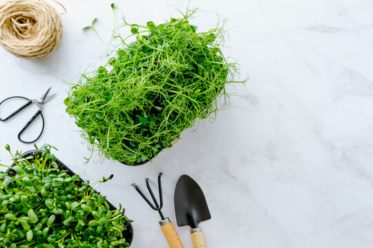 Top view of fresh pea and sunflower microgreens on white marble background. Minimalist gardening composition with tools and ample copy space for design or text.