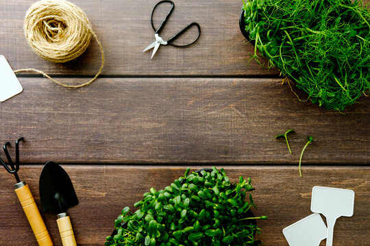 Fresh microgreens and gardening tools on a dark wooden background with copy space. Top view of sunflower and pea sprouts for urban farming and healthy lifestyle concepts.