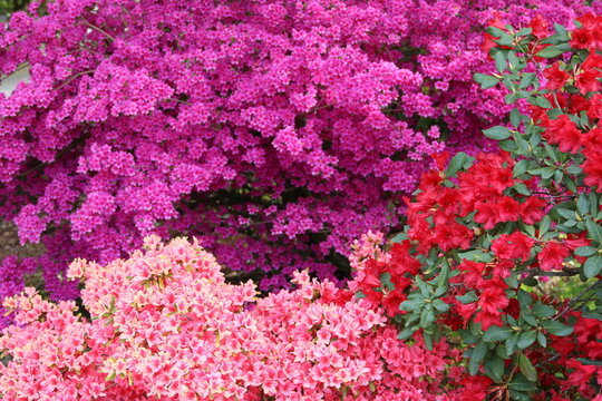 Bl&uuml;ten von Azaleen mehrfarbig, formatf&uuml;llend