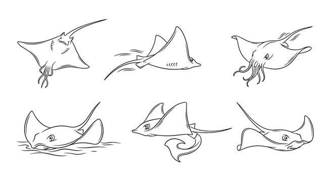 Set of hand-drawn stingray sketches in various swimming poses