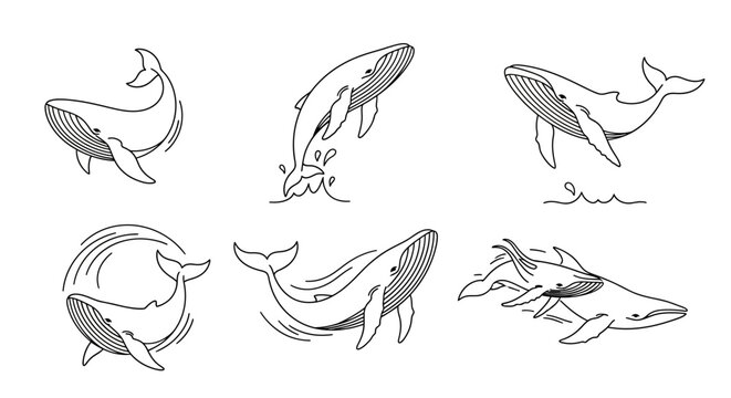 Set of Humpback Whale Line Art Illustrations, Marine Wildlife Design
