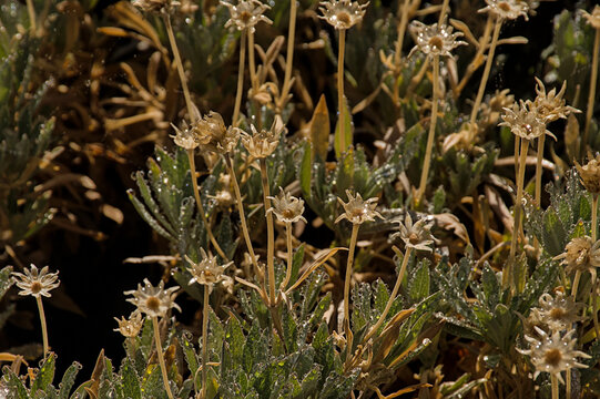 overblown flowers of a summit rose bush - Pterocephalus lasiospermus