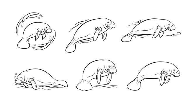 Manatee character poses set, hand-drawn vector illustration