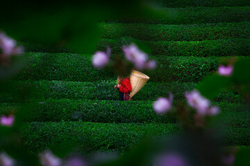 Türkiye's most beautiful tea plantations