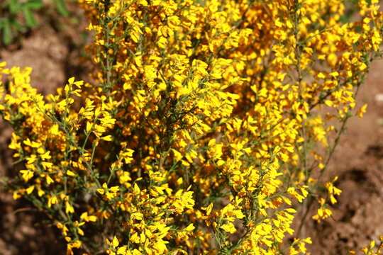 Spartium  flower