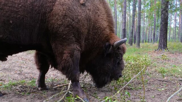 Bison grazing in aviary zoo. European bison or bison Bonasus, also known as wisent.