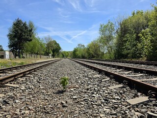Fototapeta premium Small green plant growing between railway tracks on gravel ballast