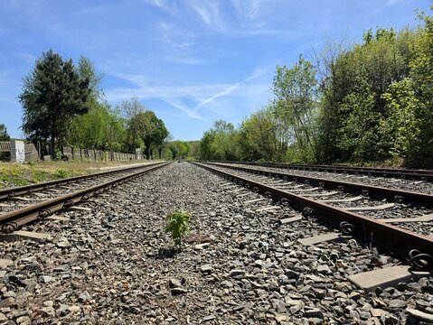 Small green plant growing between railway tracks on gravel ballast