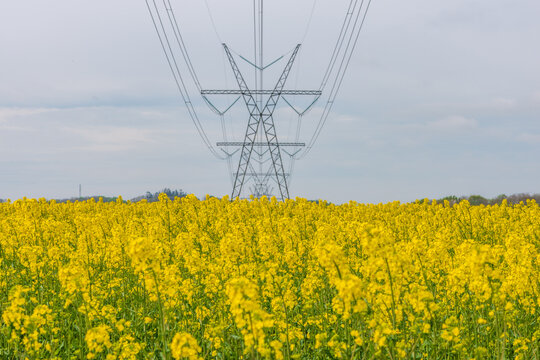 Power Lines Over Blooming Yellow Rapeseed Field